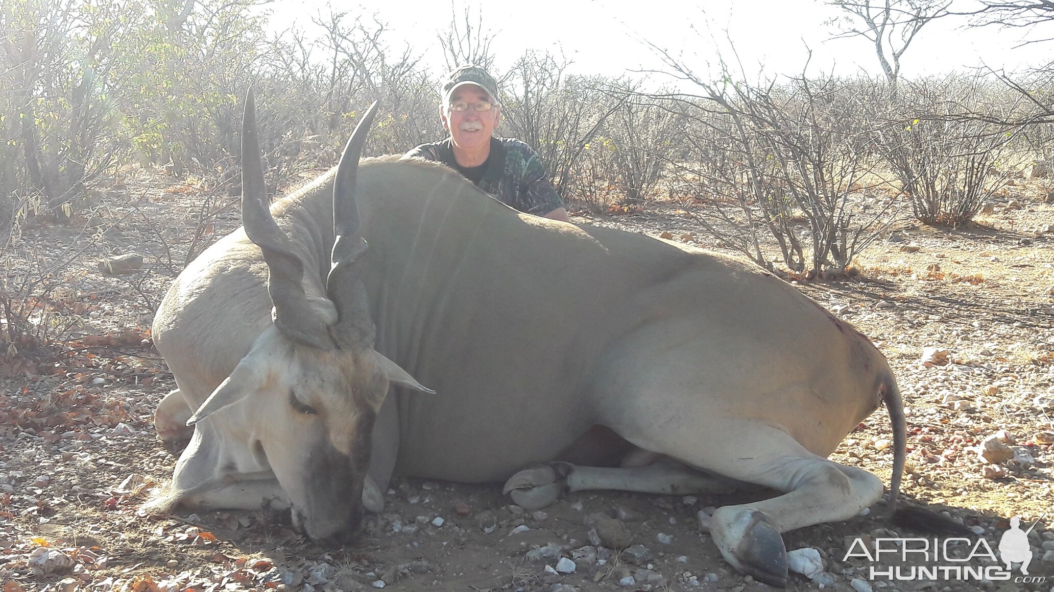 36 inch Cape Eland Namibia