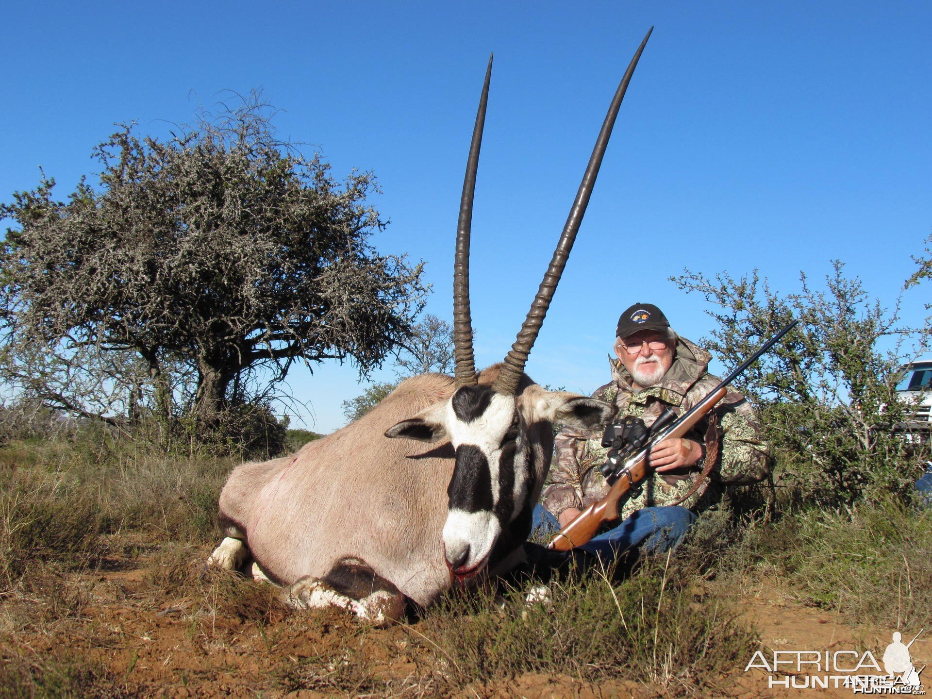 37 inch Gemsbuck