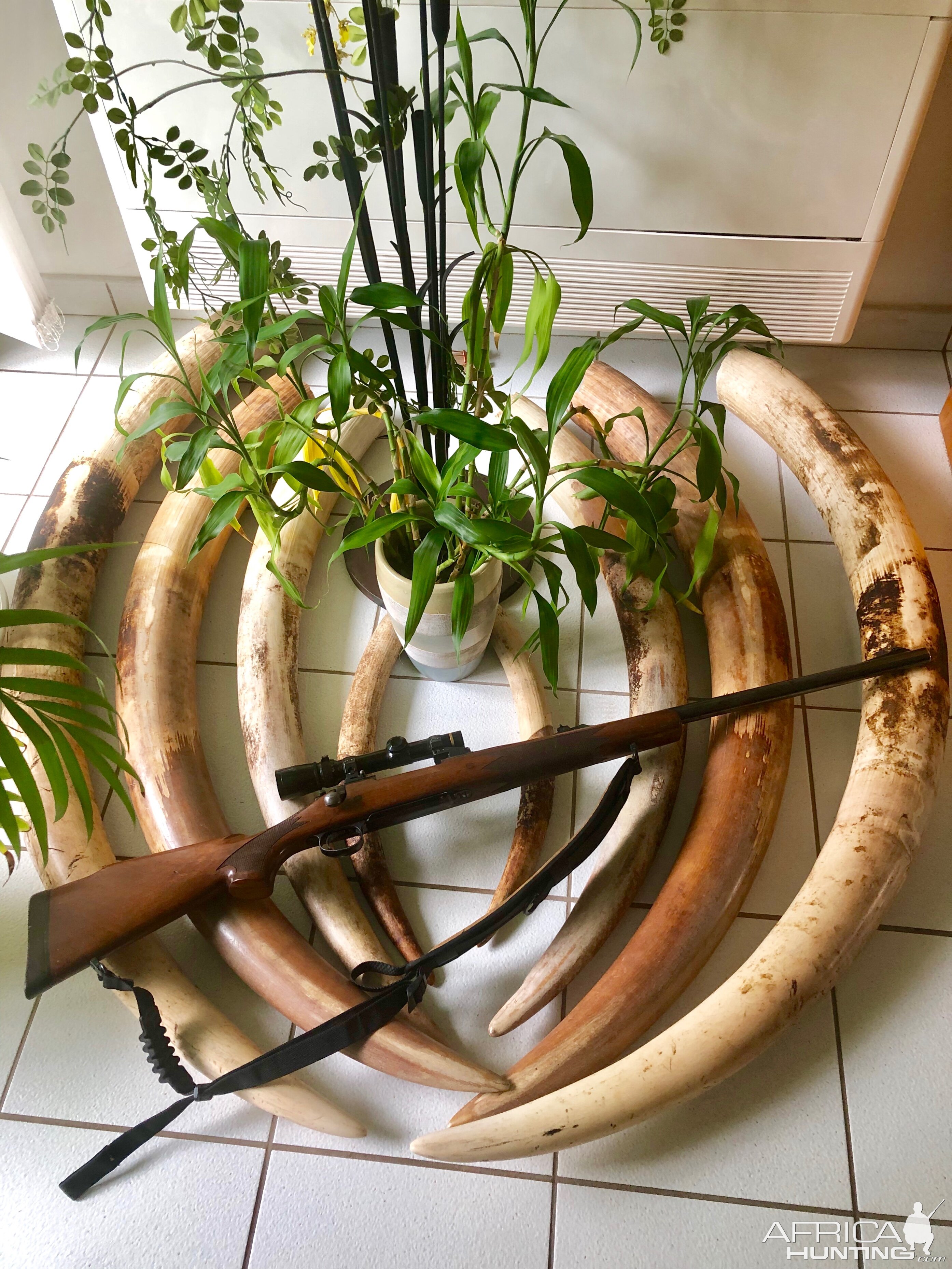 .375 H & H Rifle with Elephant Tusks