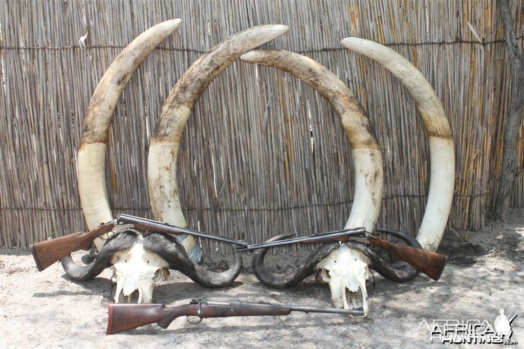 4 different Elephant bull tusks