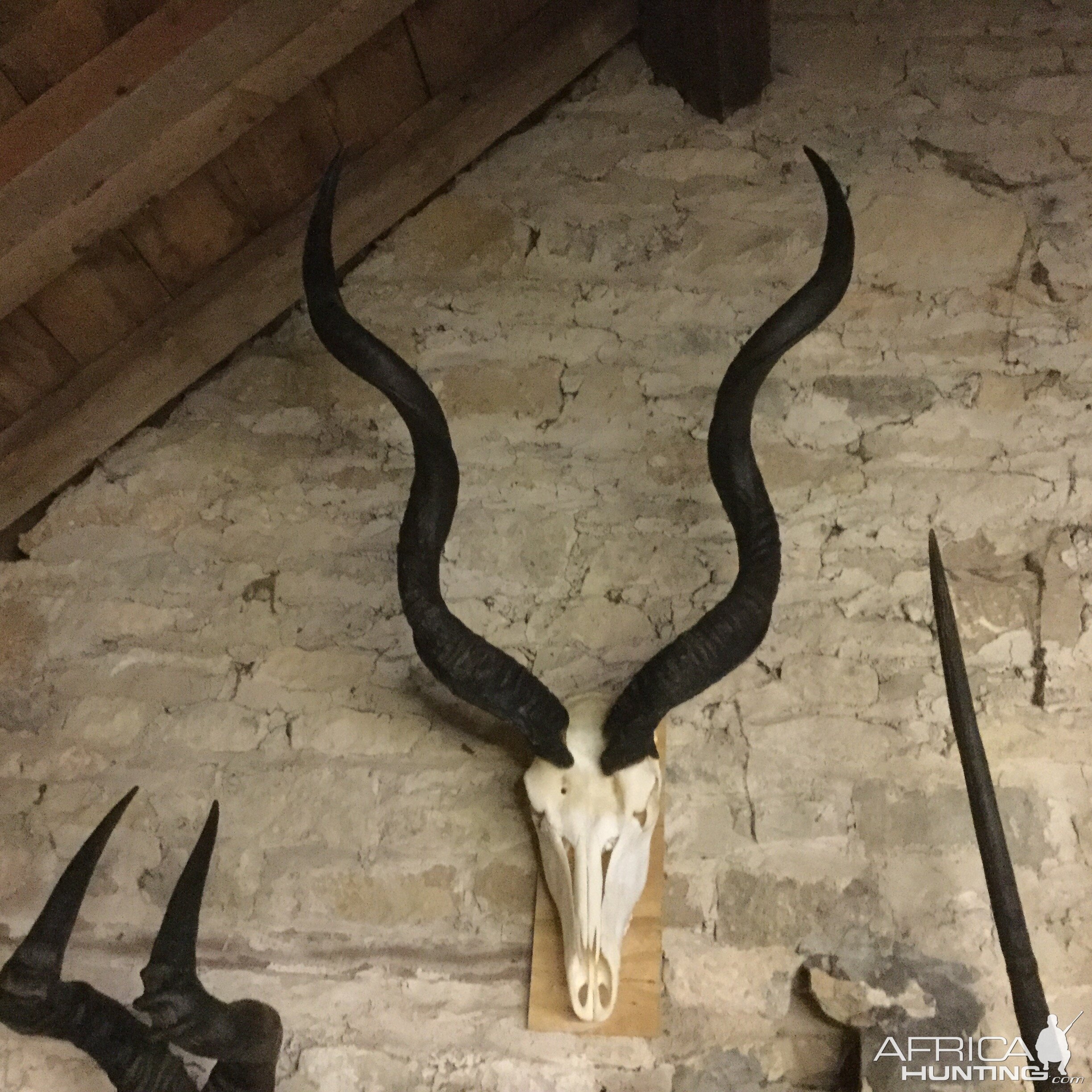 41.5" Inch East Cape Kudu European Skull Mount Taxidermy