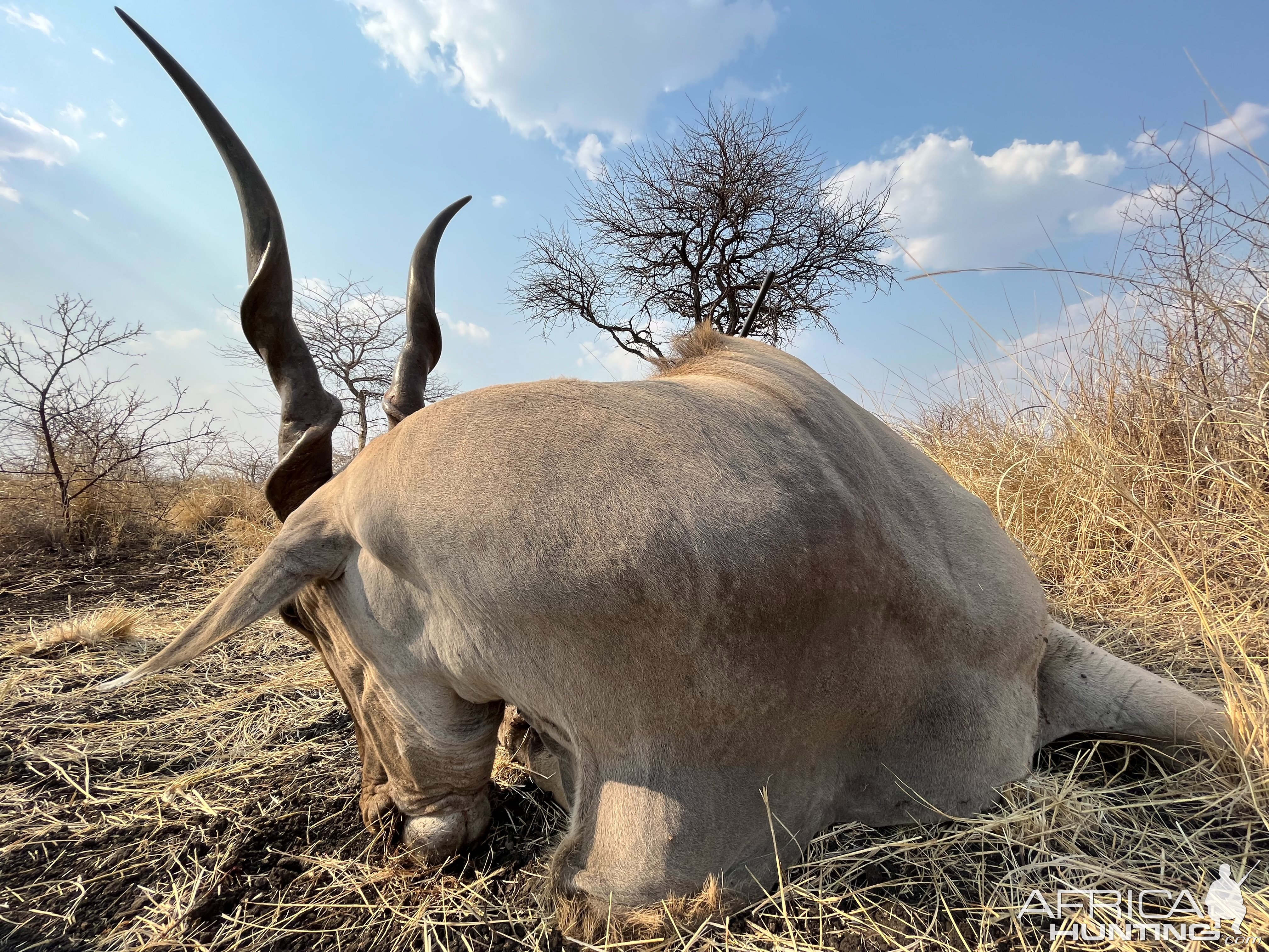 42 Inch Eland Hunt Zimbabwe