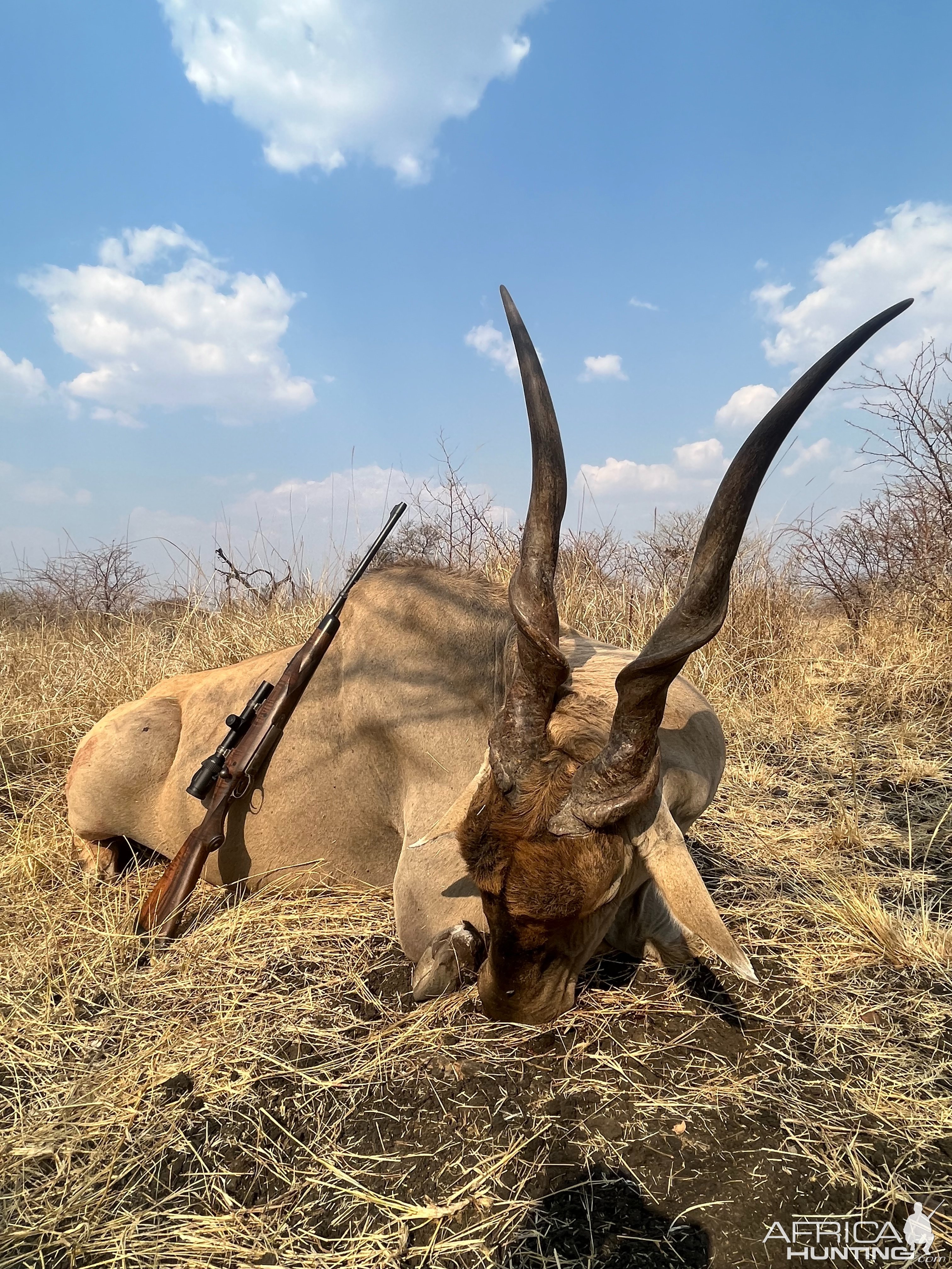 42 Inch Eland Hunt Zimbabwe