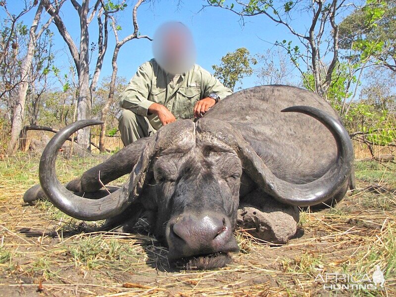 44 inch Buffalo