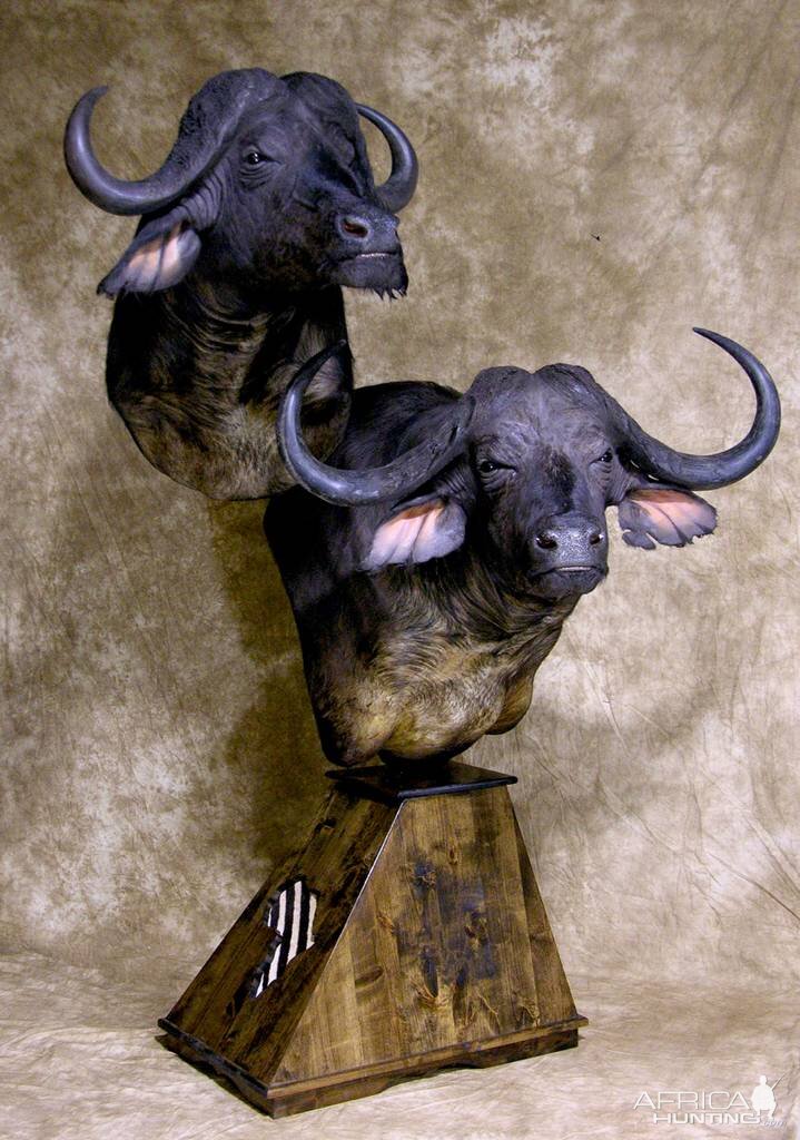 45" & 36"Inch Cape Buffalo Stacked Double Shoulder Mount Pedestal Taxidermy