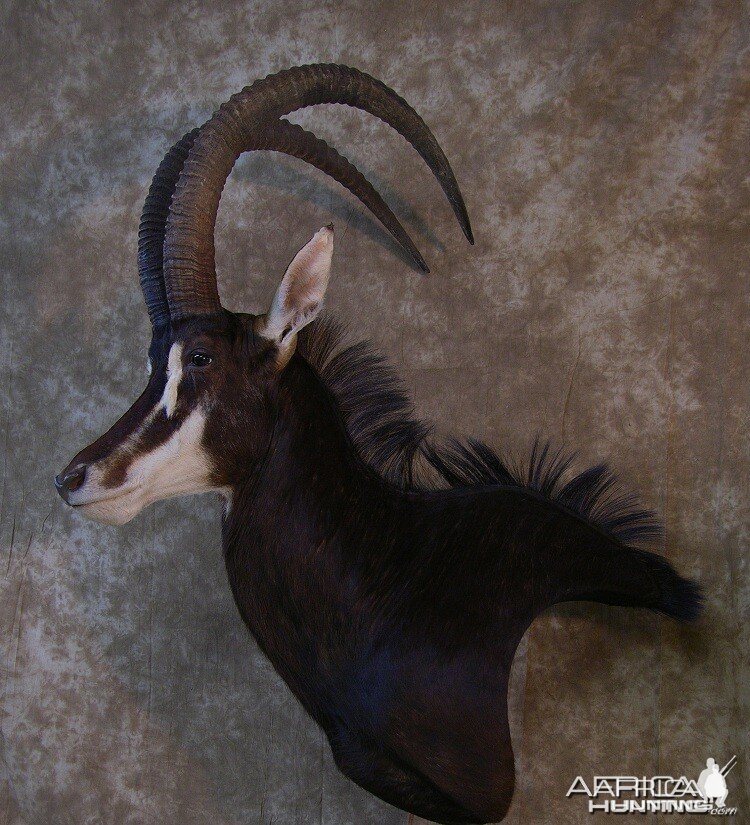 46 3/4 " Sable Pedestal by The Artistry of Wildlife