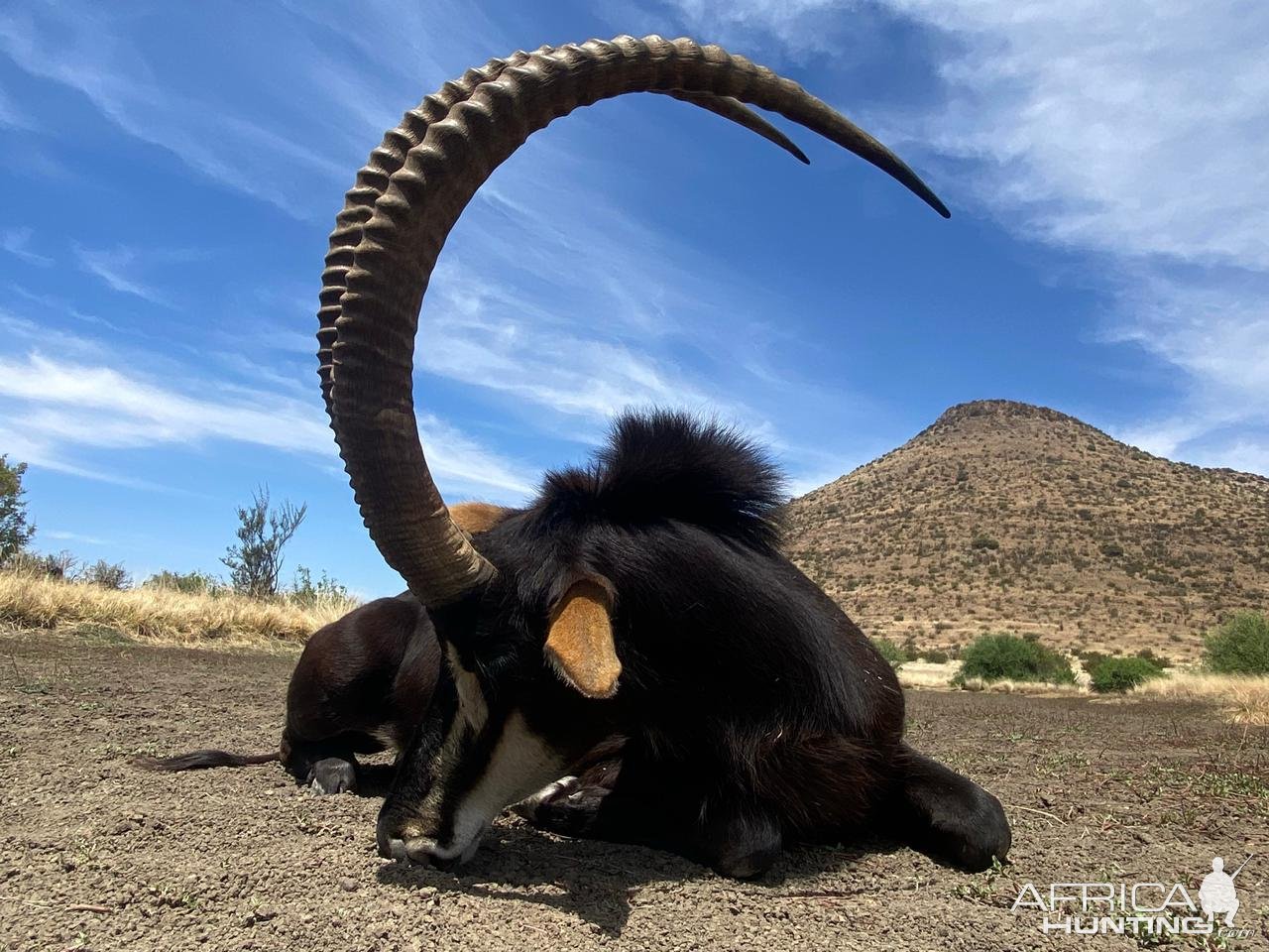 46 Inch Sable Hunt South Africa