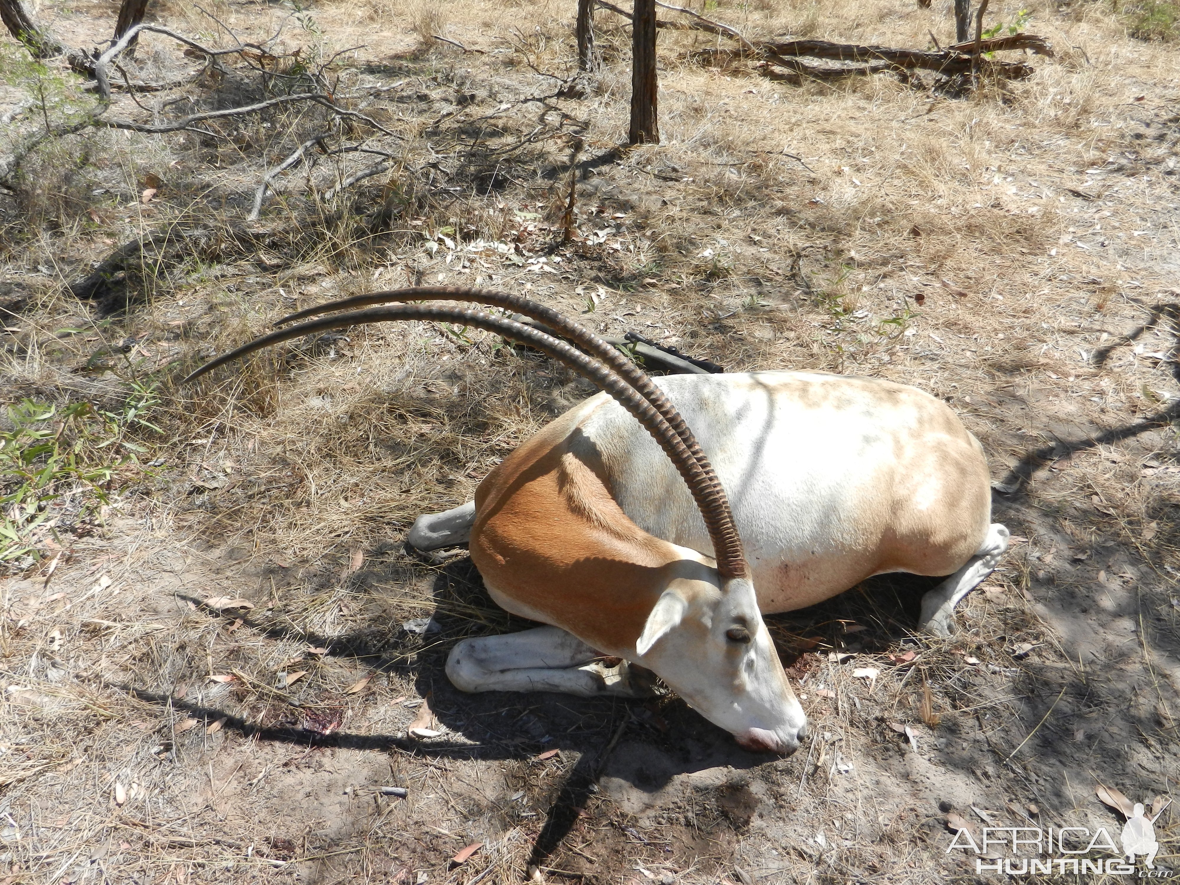 46 Inch Scimitar Oryx Hunt