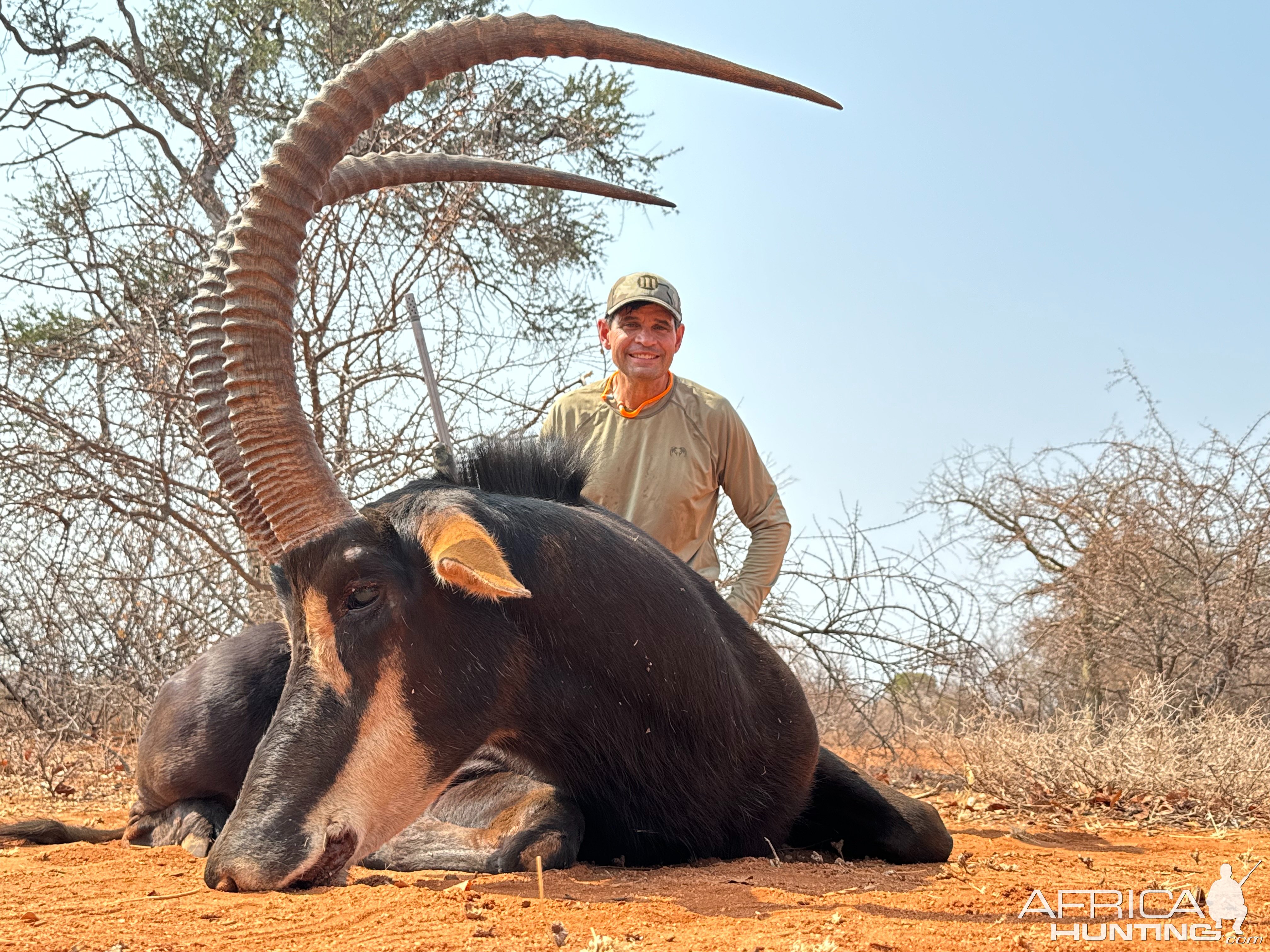 47 & 47 1/2 Inch Sable Hunt South Africa