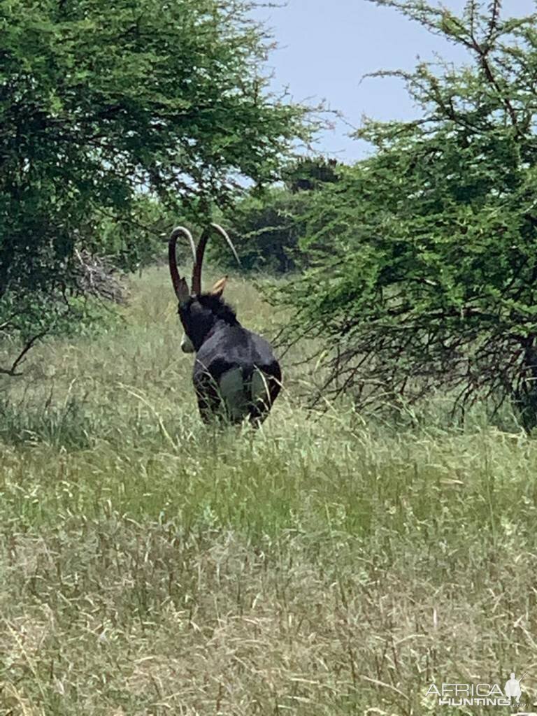 47" Inch Sable Antelope South Africa