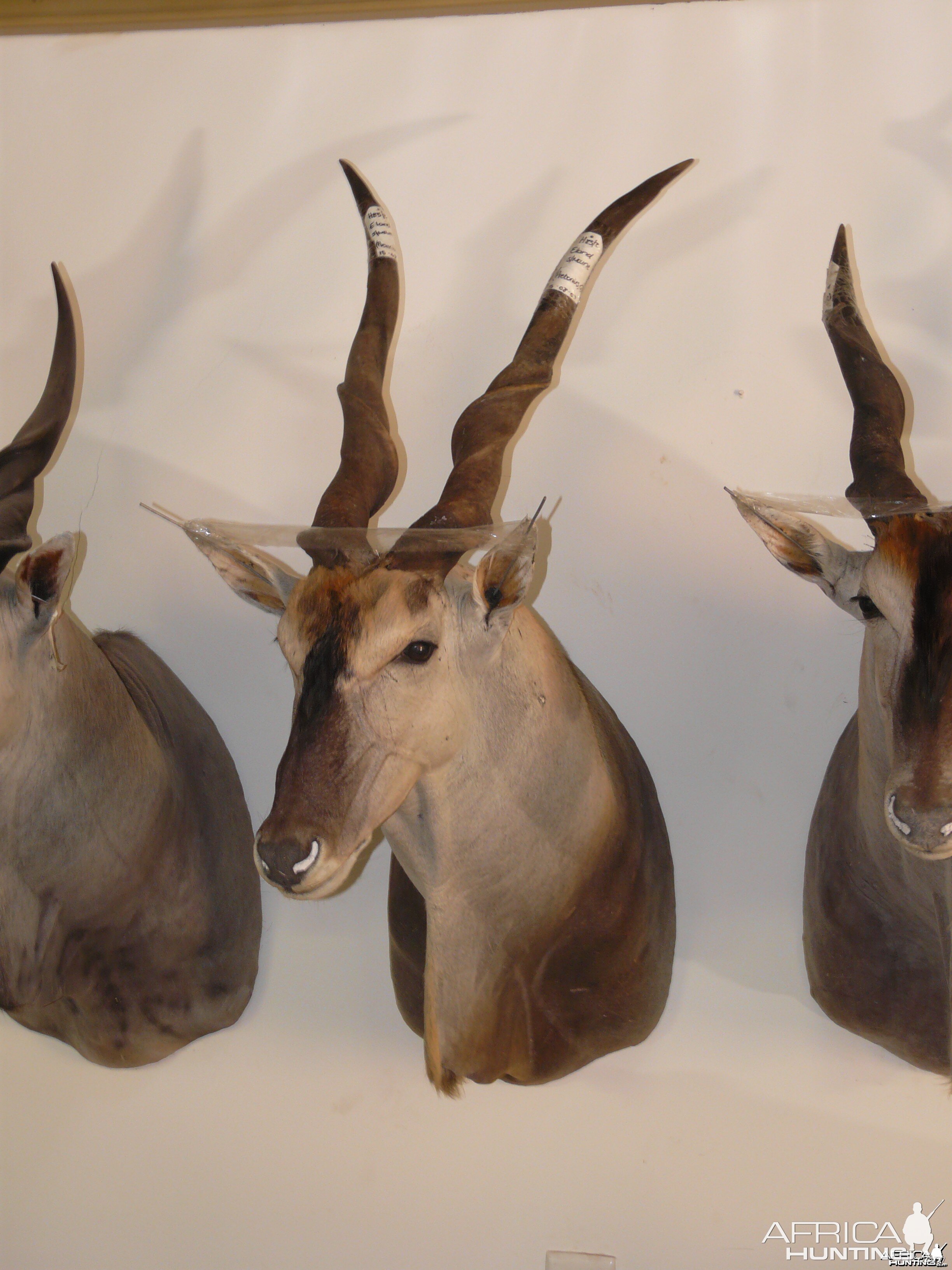 48 1/2" Cape Eland