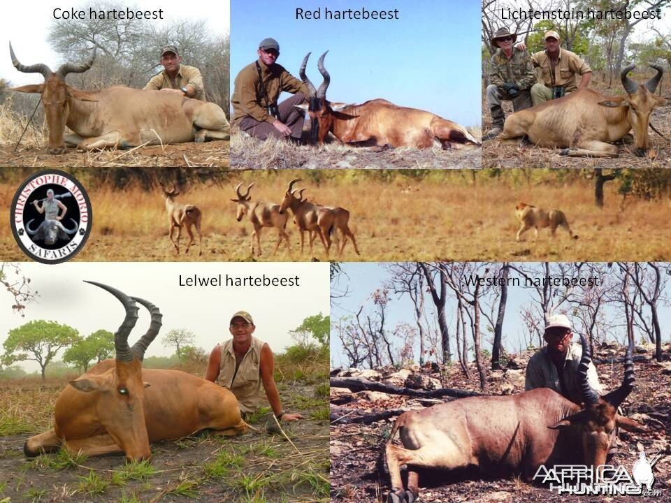 5 out of the 6 species of Hartebeest you can hunt under license