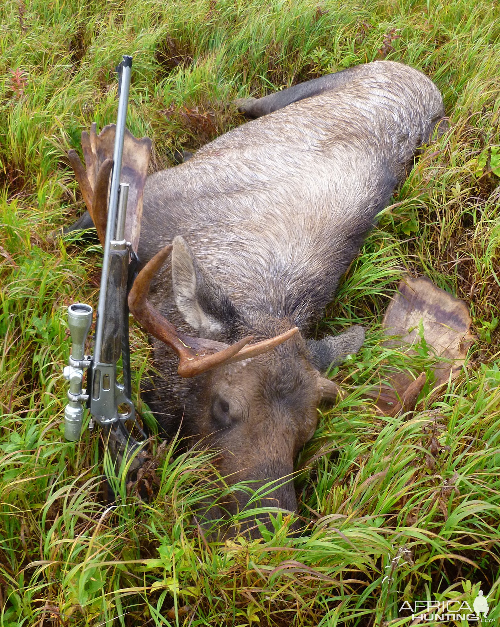 50 Inch Moose Hunt Alaska