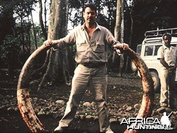 50 lbs Elephant Tusks