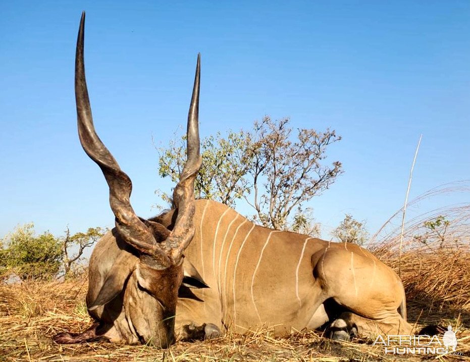 51 Inch Lord Derby Eland Hunt Cameroon