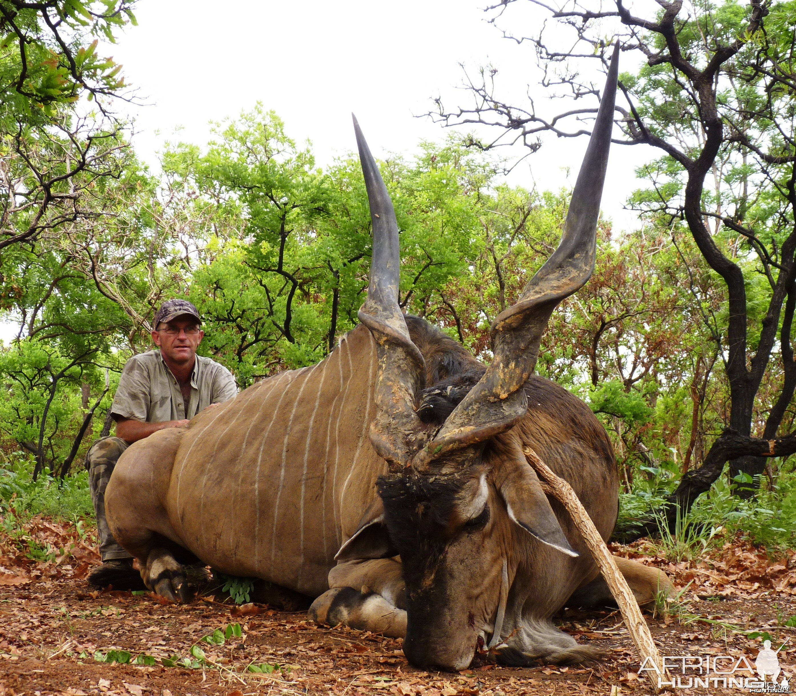 52 inch Lord Derby Eland Bull CAR