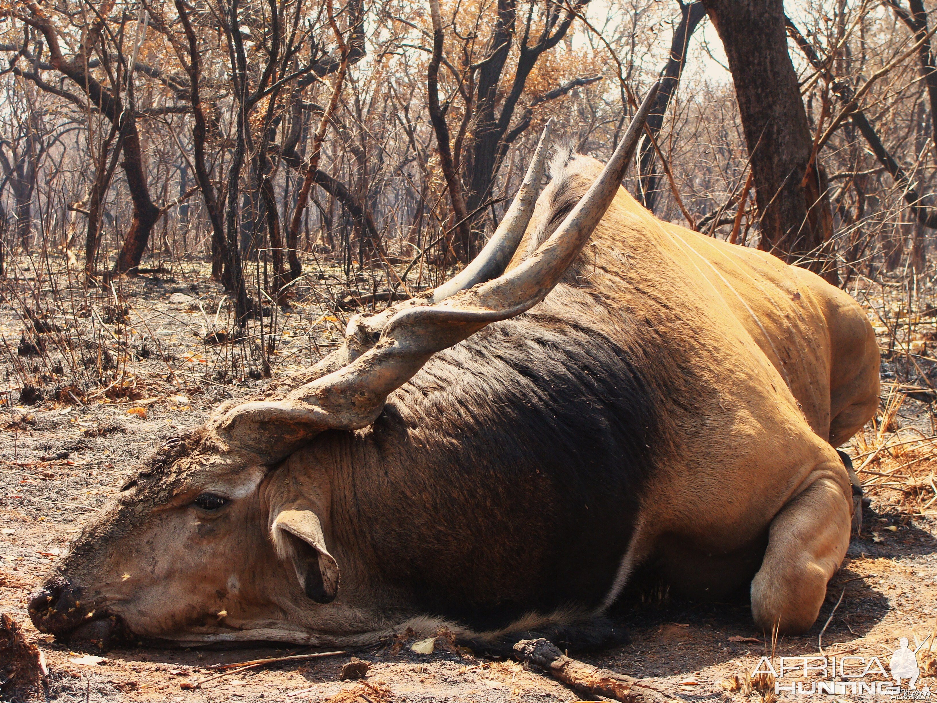 53 inch Eland hunted in CAR with Central African Wildlife Adventures