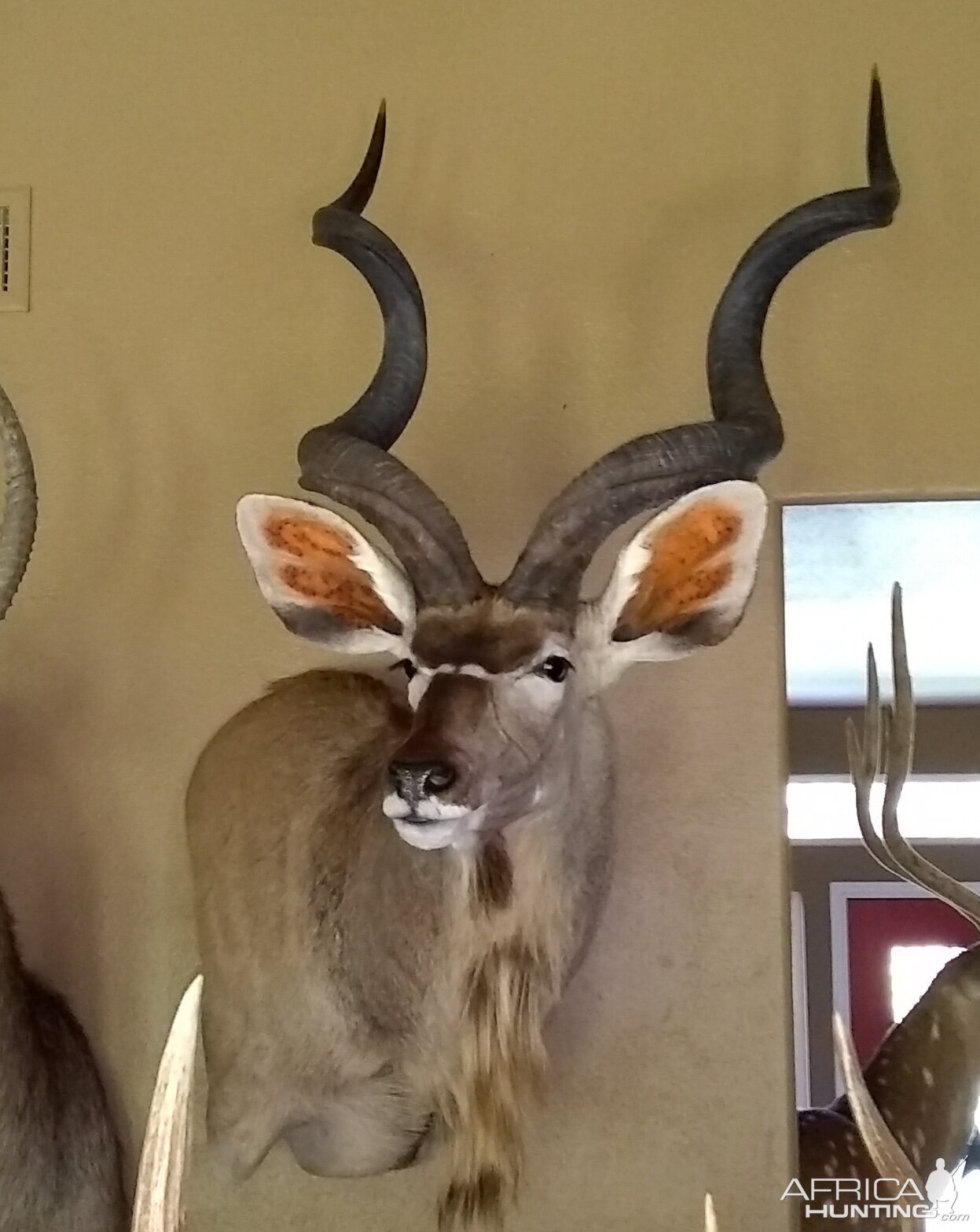 54” Inch Kudu Shoulder Mount Taxidermy