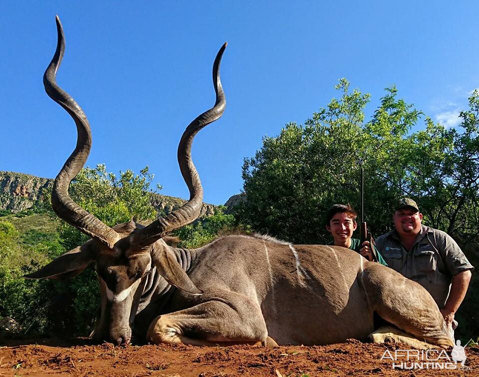 60.5 Inch Kudu Bull