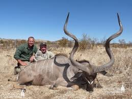 60" Kudu