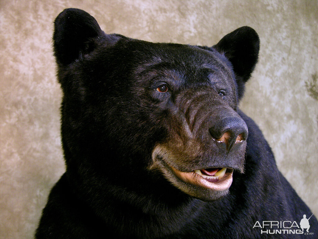 601lb North Carolina Full Mount Black Bear Taxidermy