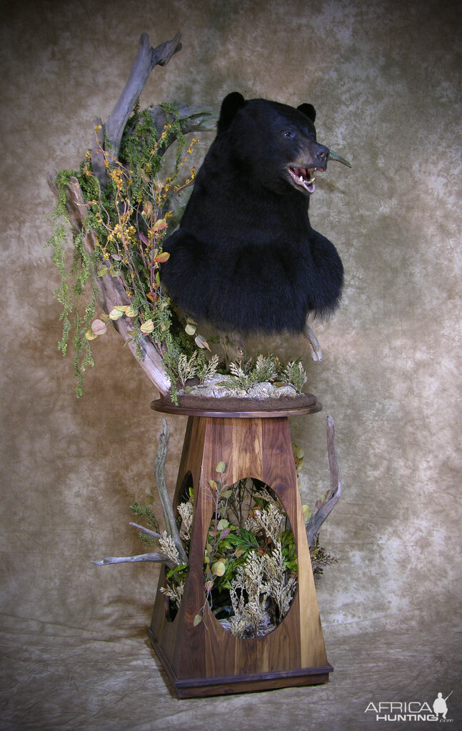 700lb Black Bear Shoulder Mount Taxidermy