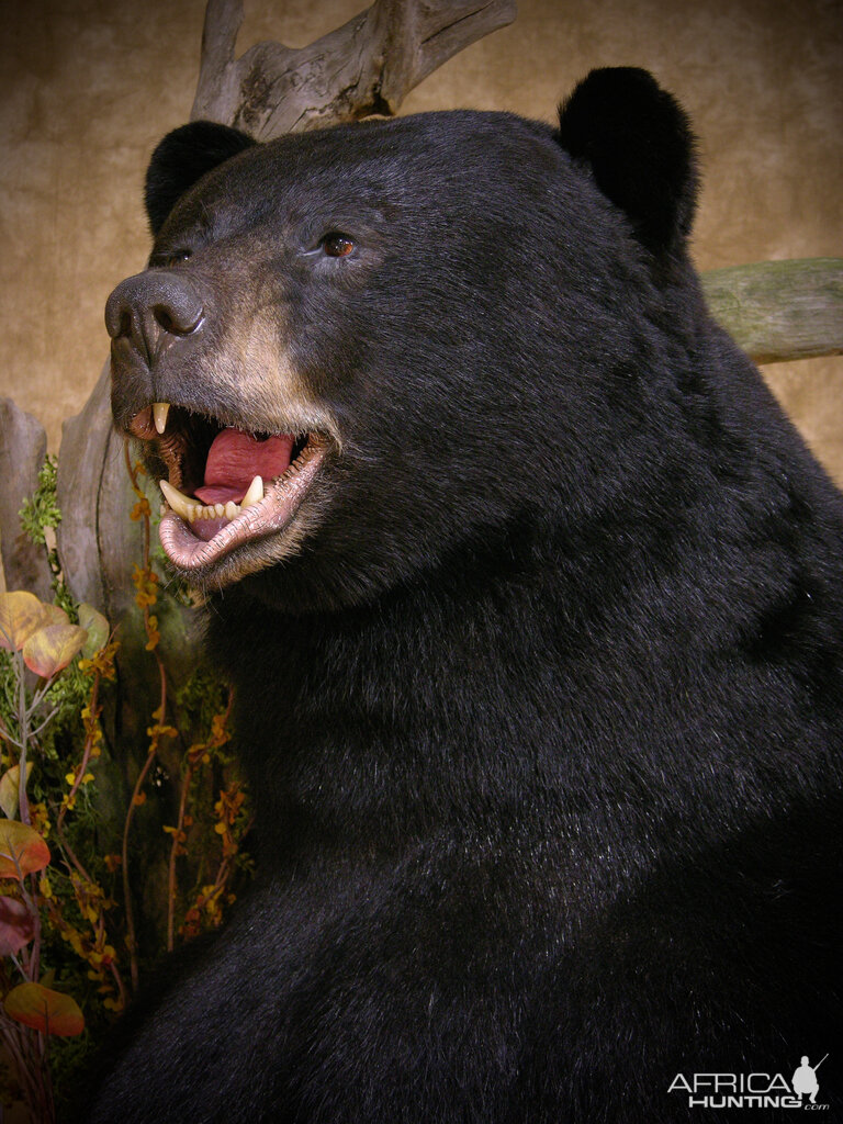 black bear taxidermy mounts