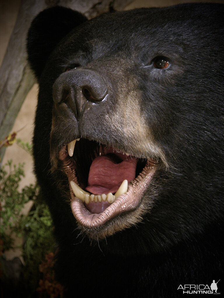 700lb Black Bear Shoulder Mount Taxidermy