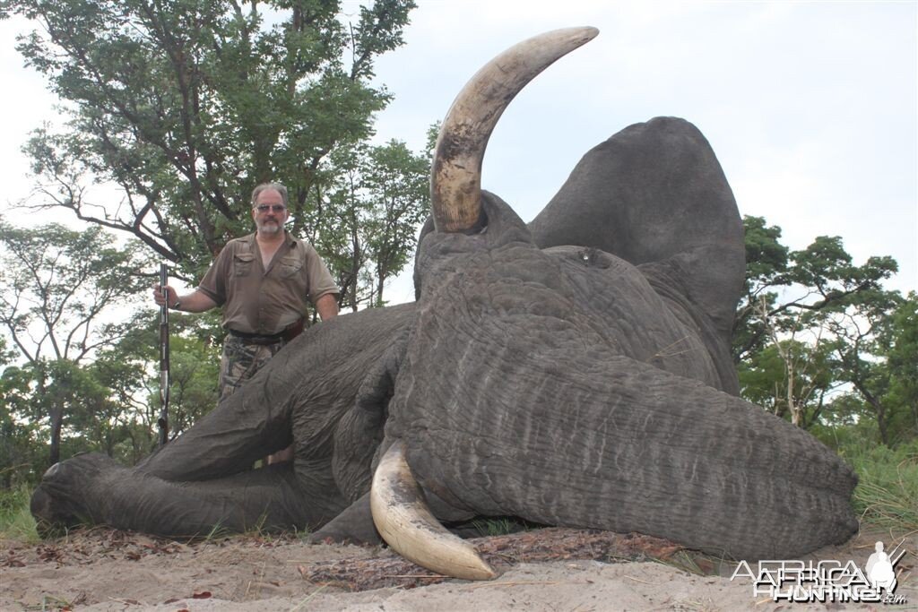 71 lbs Elephant hunted in the Kavango Namibia