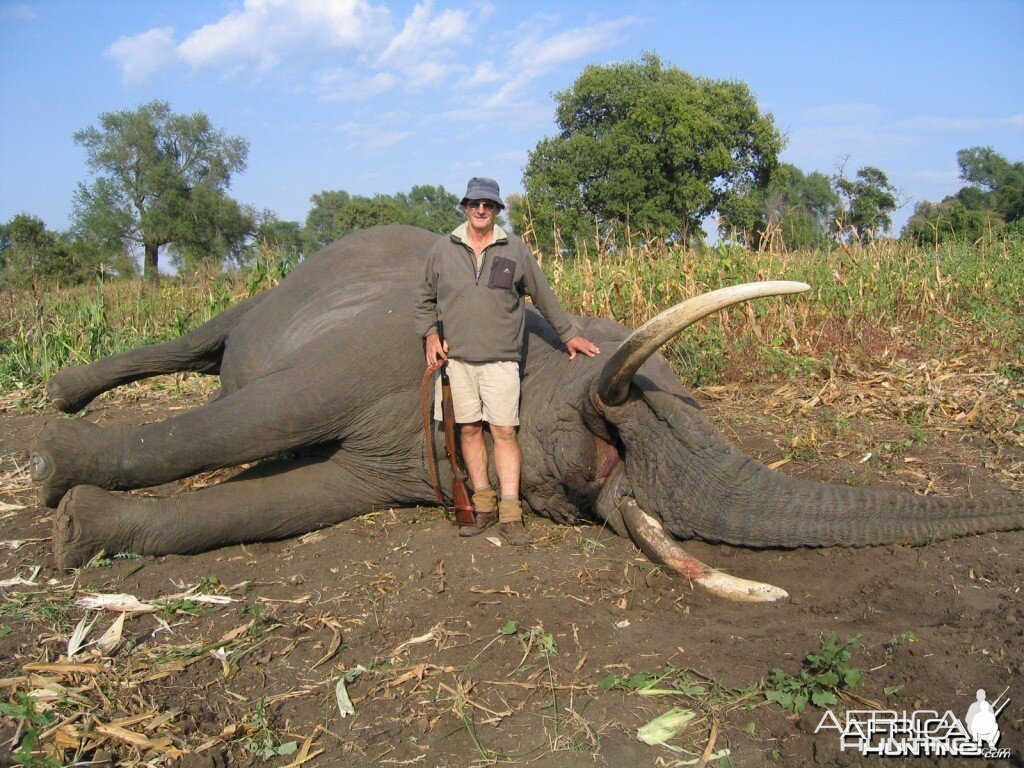 78 pound elephant taken in Sengwe 1