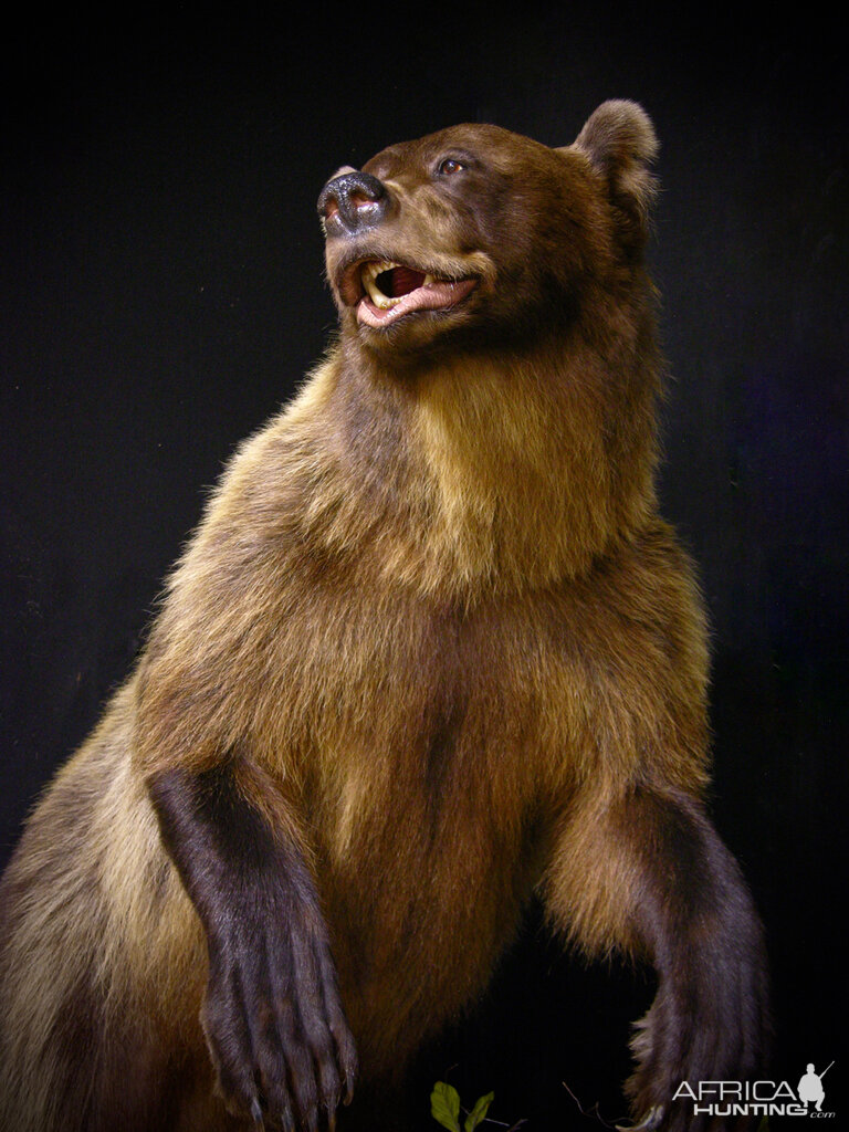 8 Footer Brown Bear Full Mount Taxidermy