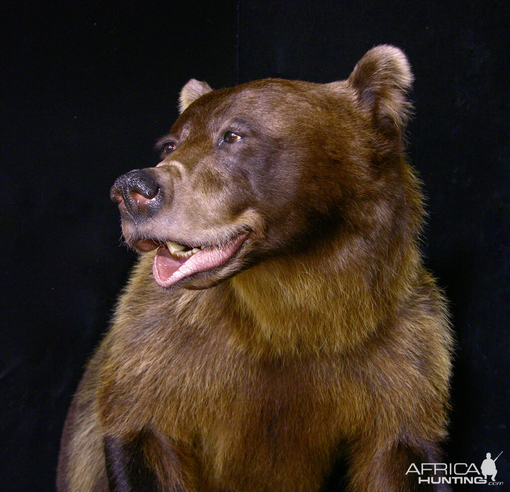 8 Footer Brown Bear Full Mount Taxidermy