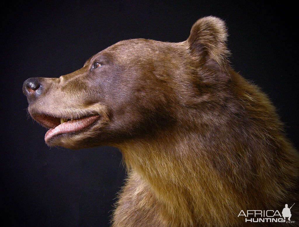 8 Footer Brown Bear Full Mount Taxidermy