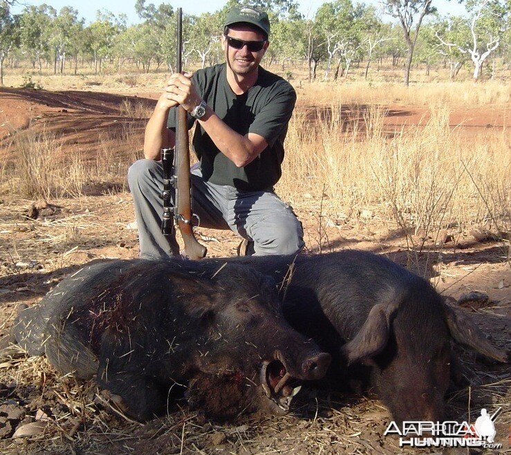 A couple of  Australian Pigs