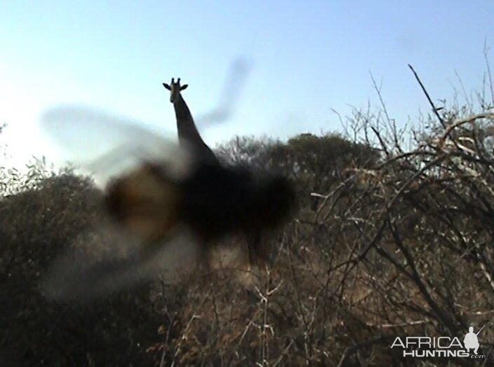 A fly trying trying get me through the camera lens as I focus on a giraffe