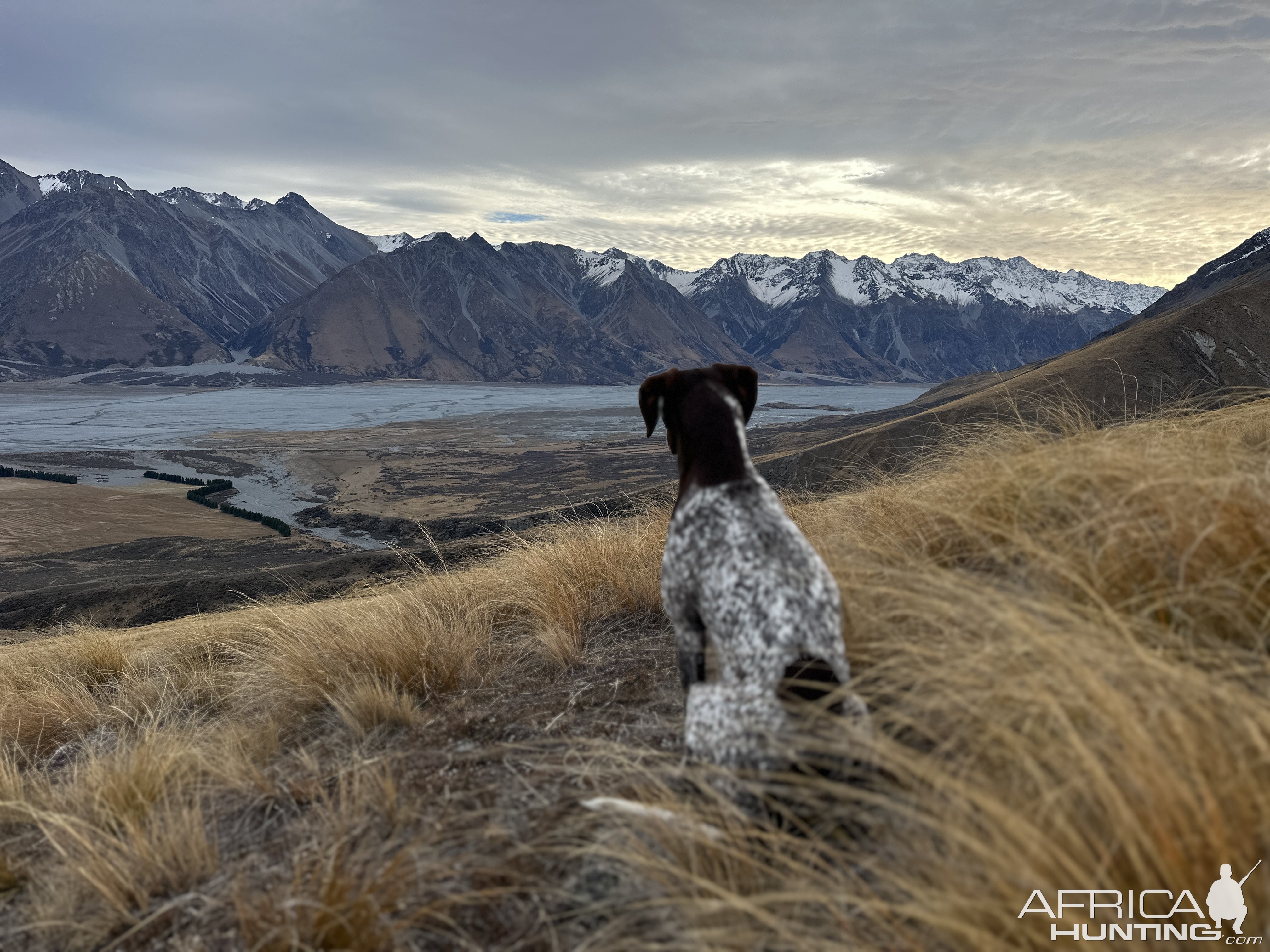 A good hunting dog