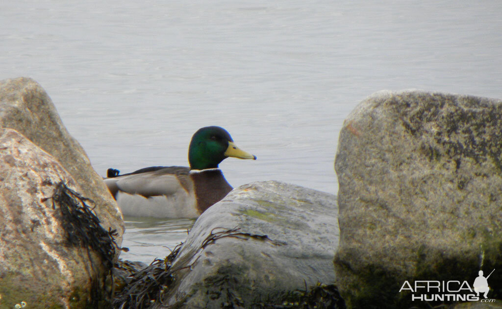 A Grey Duck at the coast, Denmark