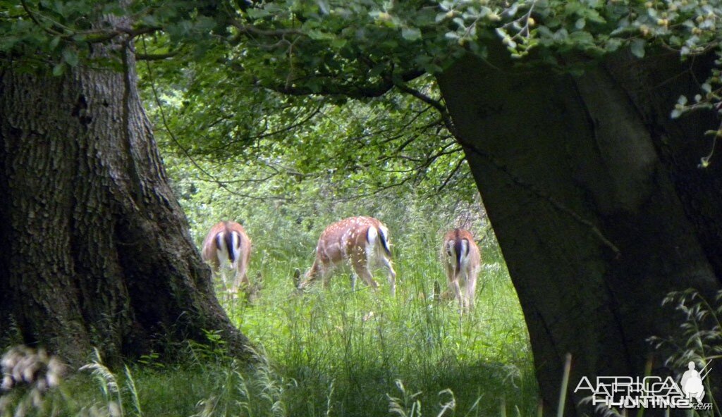 A group of Fallow Deer, Denmark