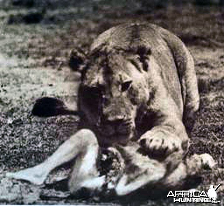 man eating lions