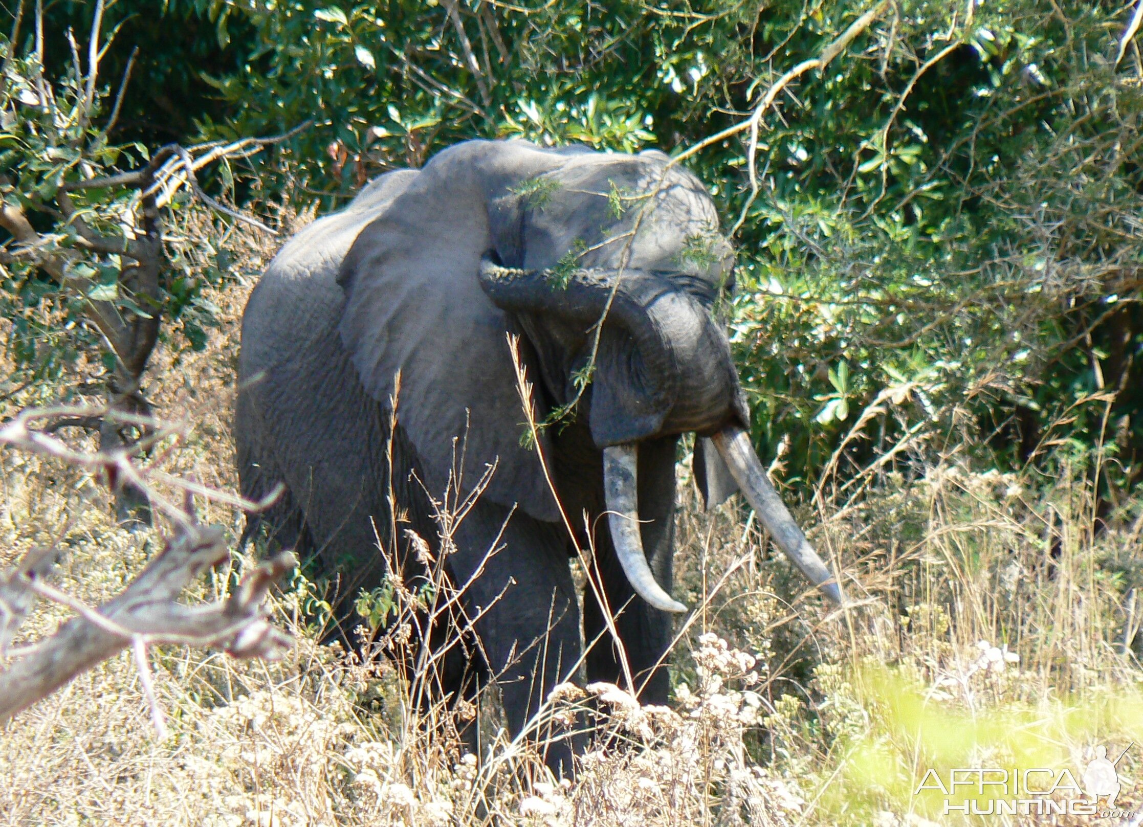 A nice Elephant, 1,86 meter... Tanzania