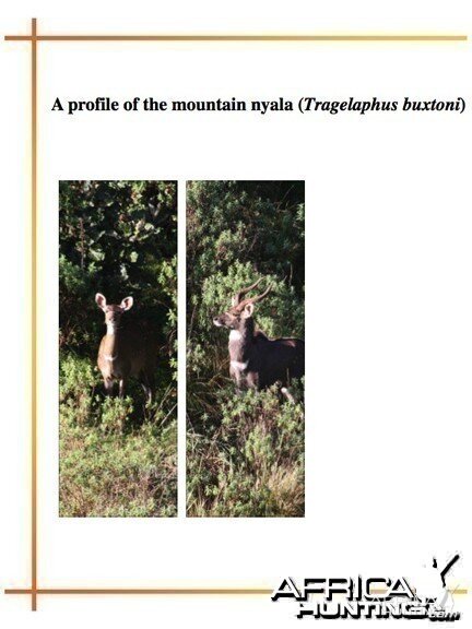 A Profile of The Mountain Nyala (Tragelaphus buxtoni)