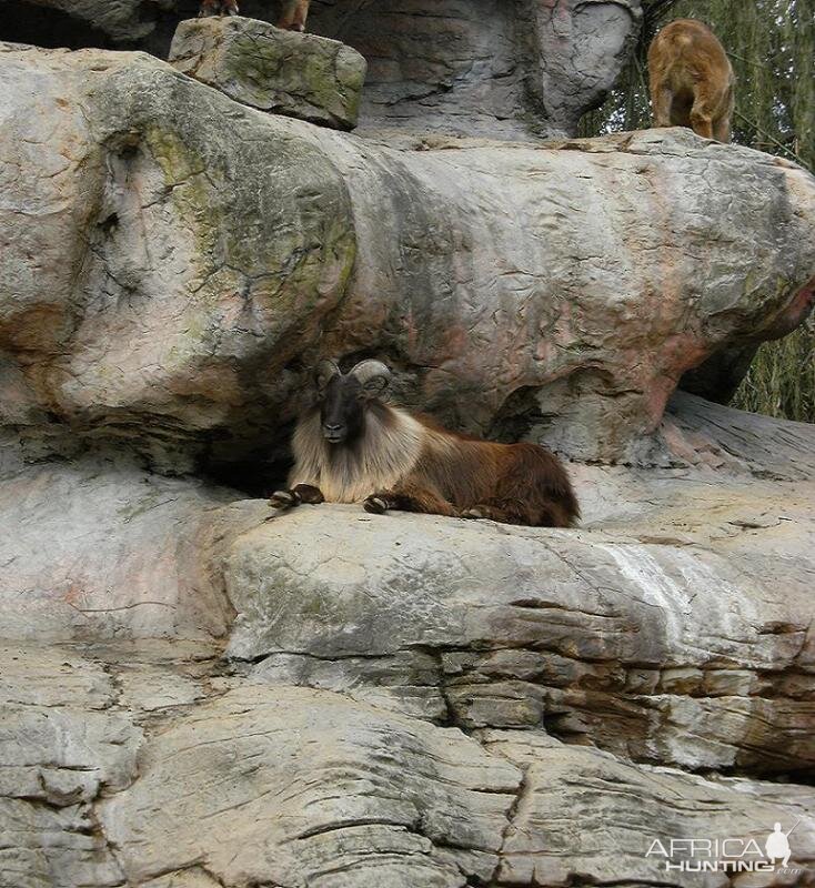 A Tahr bedded under a over hang