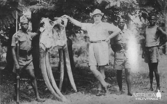 A very rare hunting prize a four-tusked Elephant