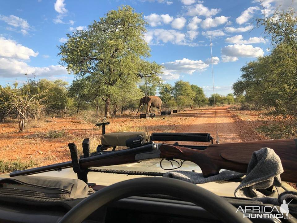 A visitor...    Elephant