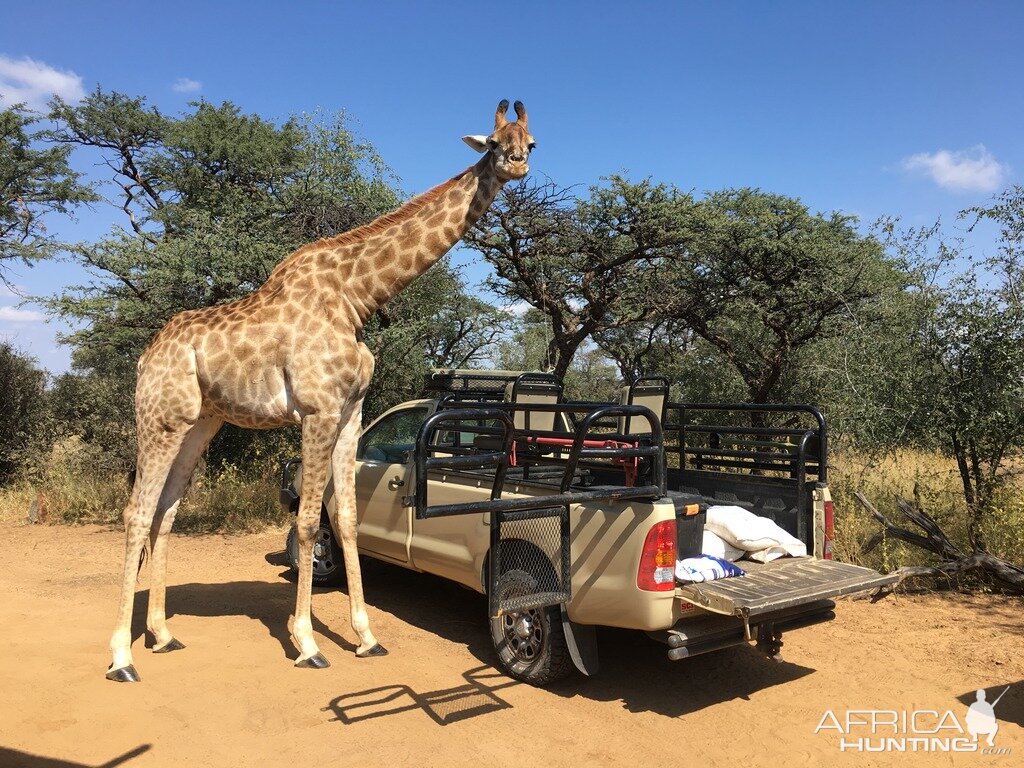 A visitor - Giraffe South Africa