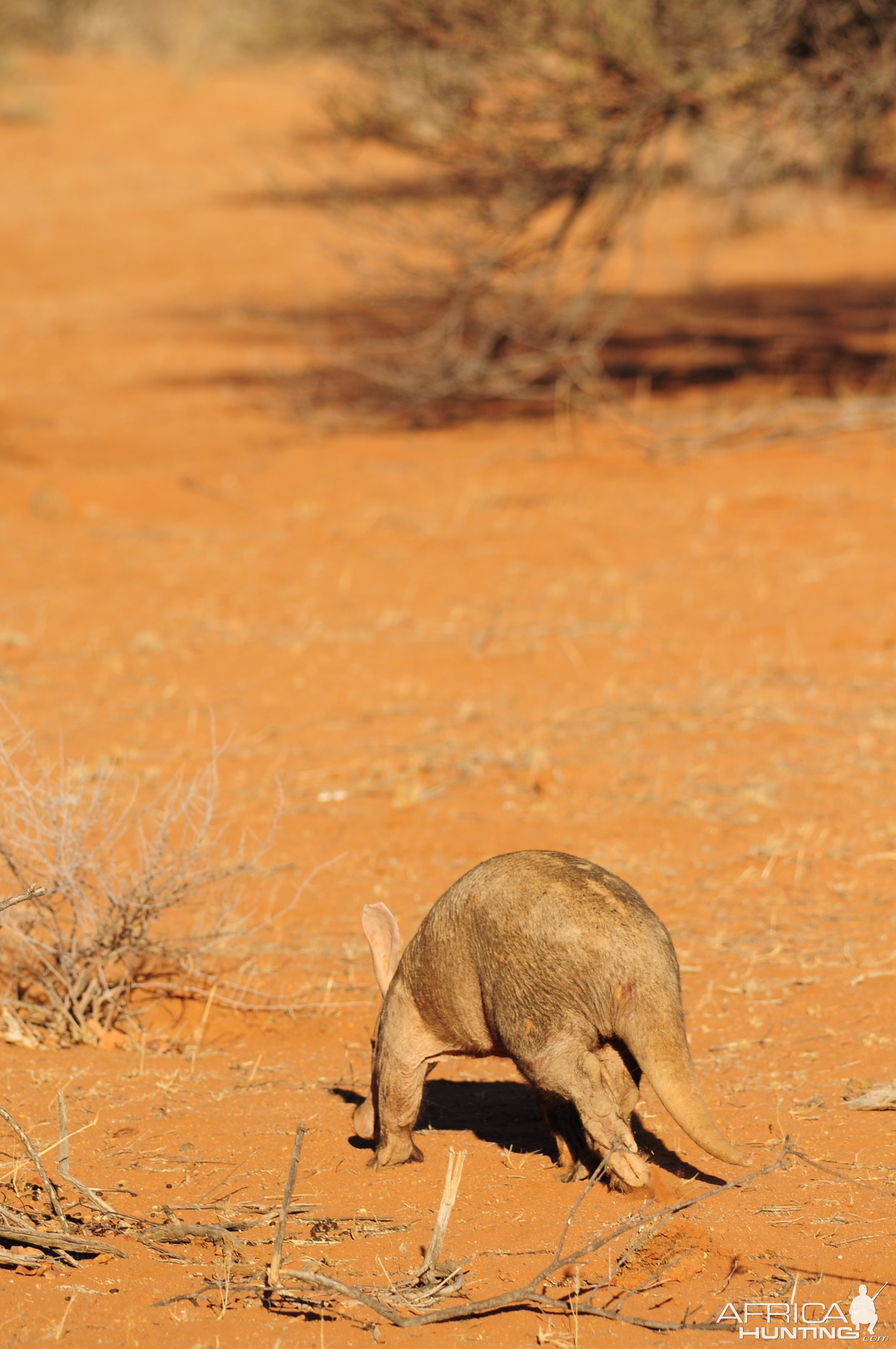 Aardvark Namibia