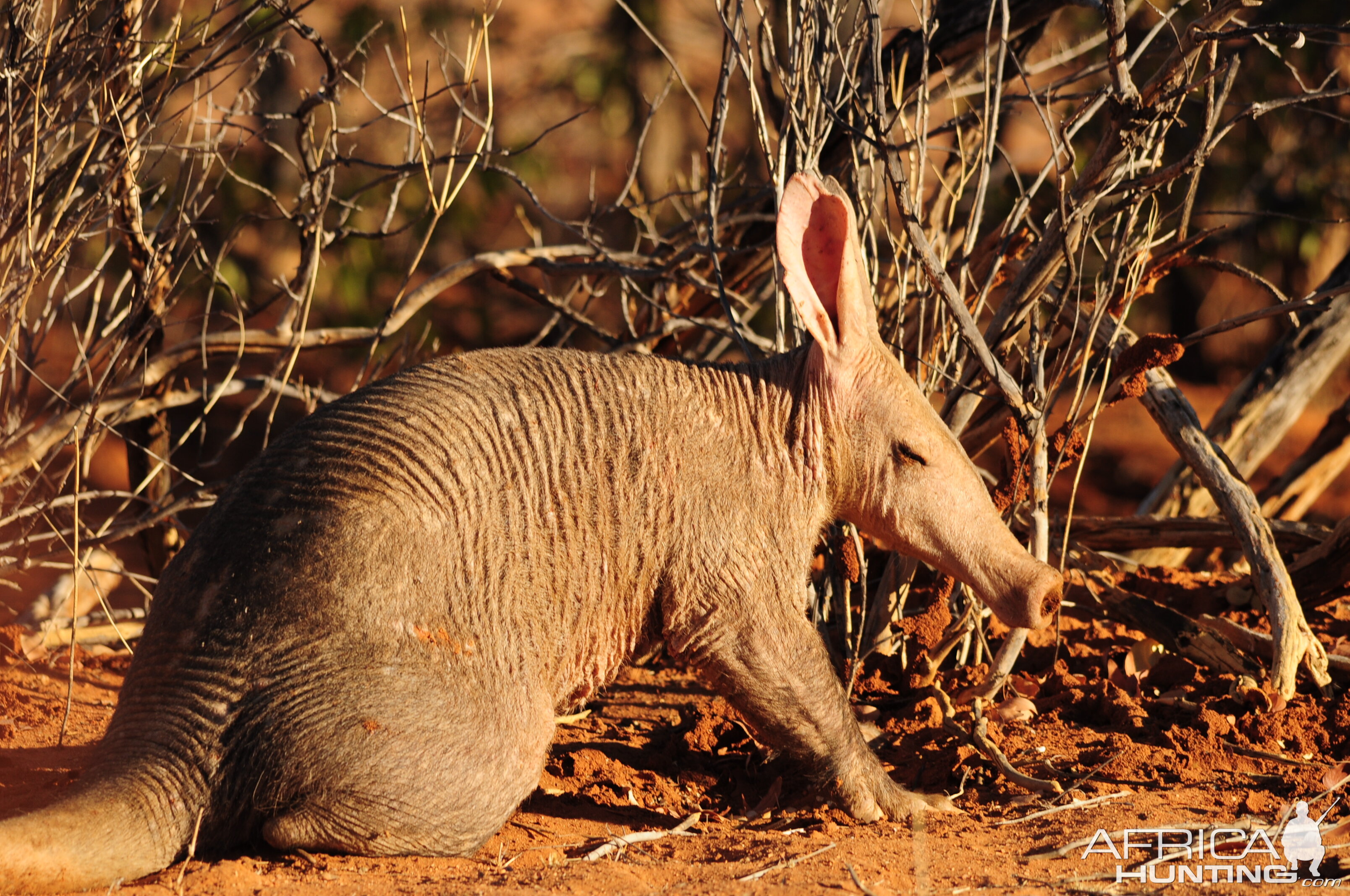 Wildlife Pictures Namibia | AfricaHunting.com