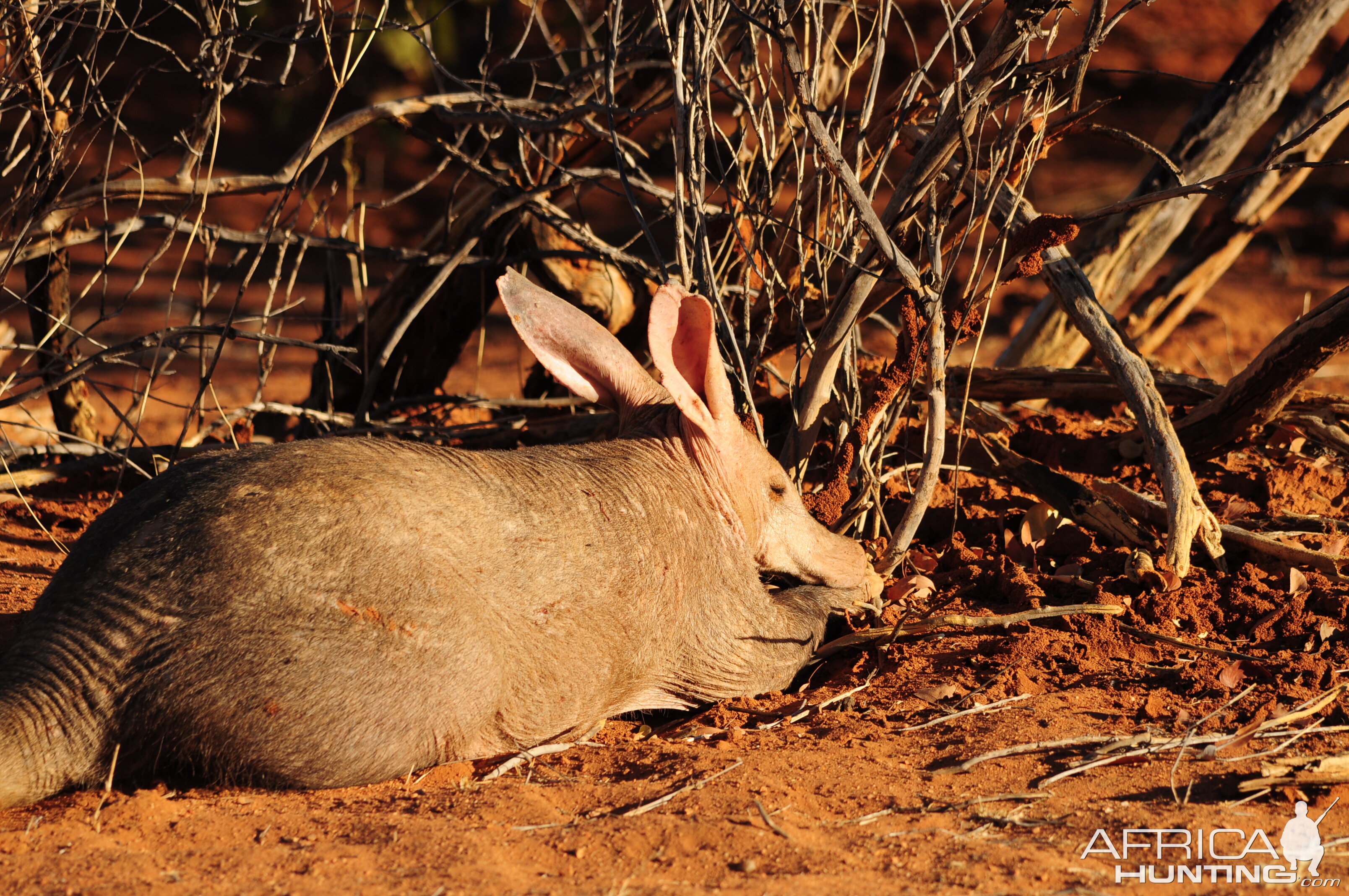 Aardvark Namibia