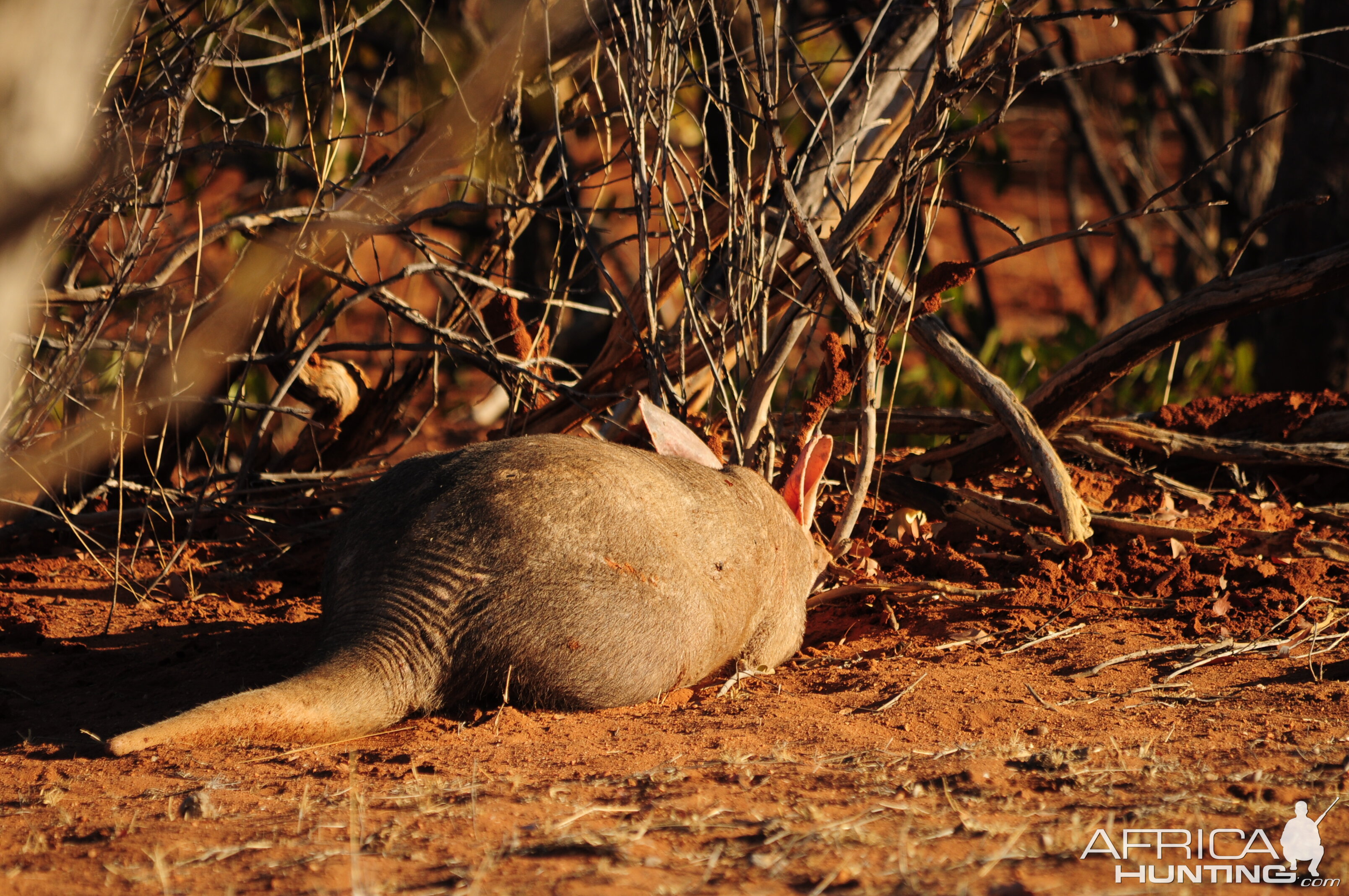 Aardvark Namibia