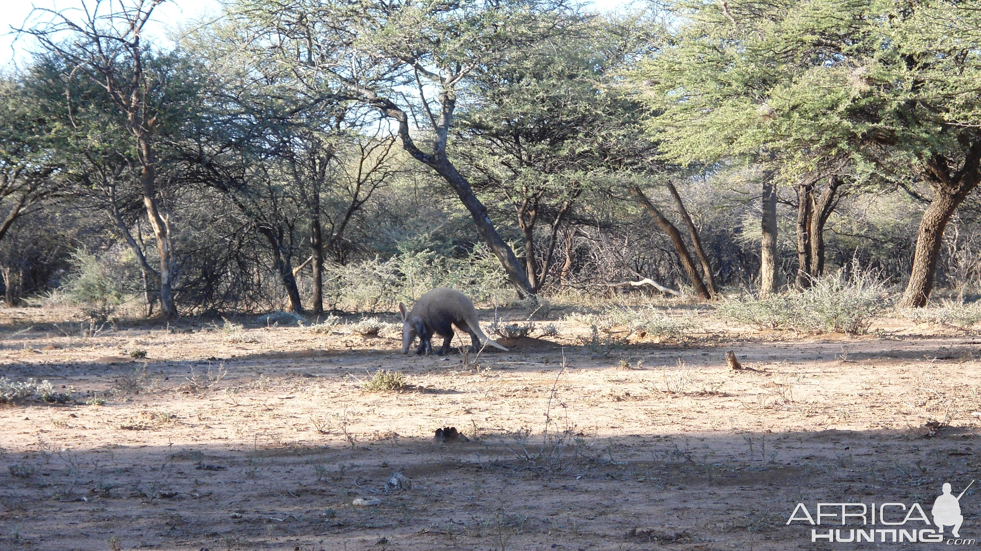 Aardvark or Antbear Namibia